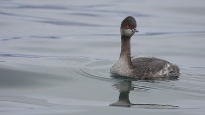 Grebe, Eared - Baja California 7