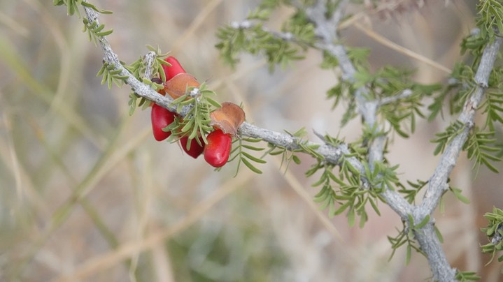 Guiaicum angustifolium, Guayacan 6 Big Bend National Park, Texas