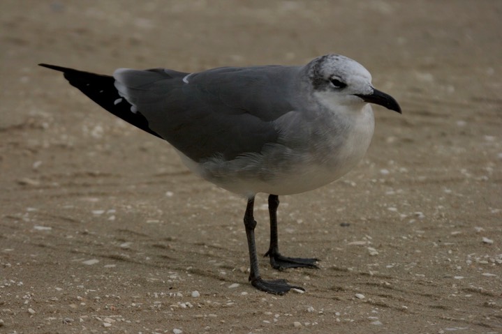 Gull, Laughing a