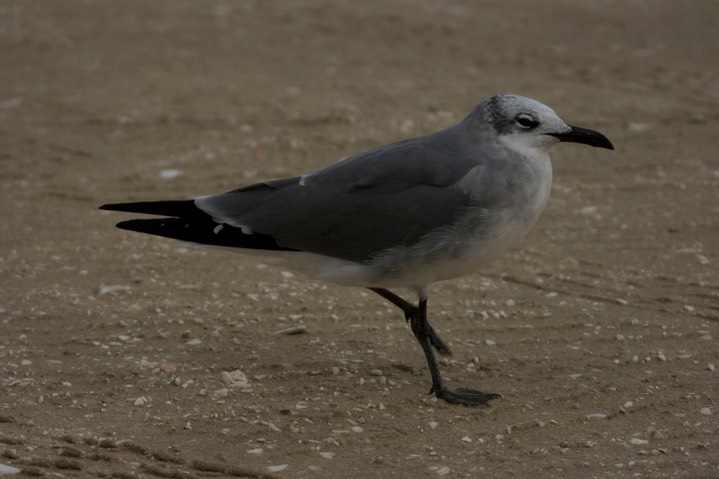 Gull, Laughing c