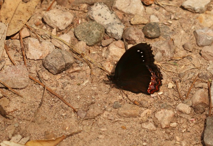 Gyrocheilus patrobas, Red-border Satyr (5)