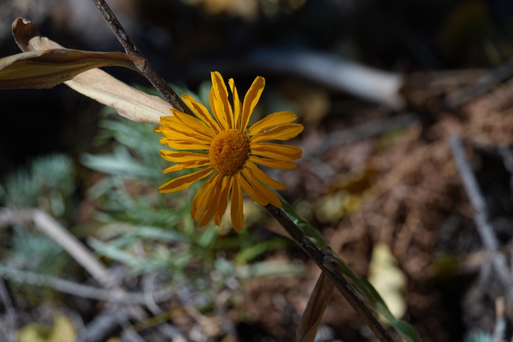 Helianthella parryi, Parry's Dwarf Sunflower                              1