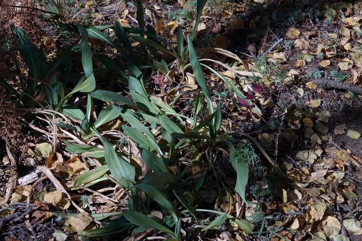 Helianthella parryi, Parry's Dwarf Sunflower                              2