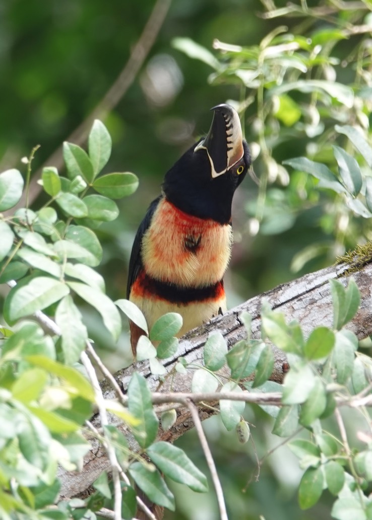 Hormiguero, Campeche, Mexico Collared Araçari, Pteroglossus torquatus2