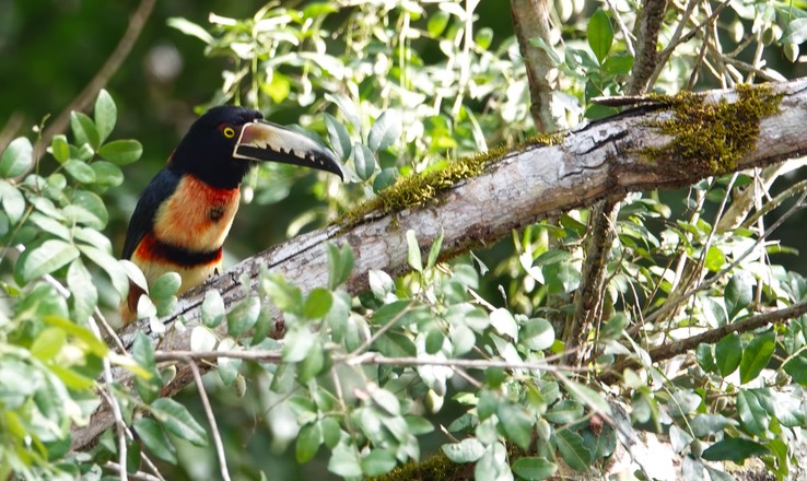 Hormiguero, Campeche, Mexico Collared Araçari, Pteroglossus torquatus