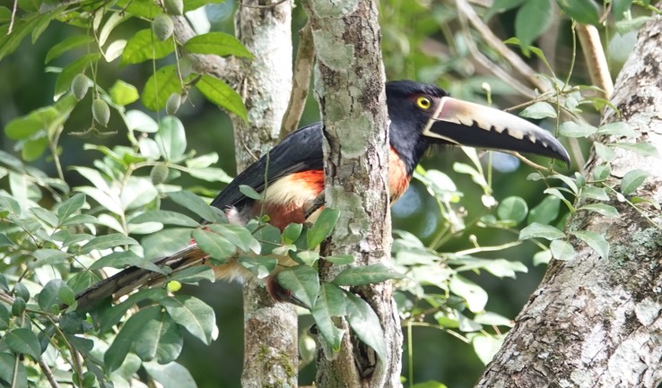 Hormiguero, Campeche, Mexico