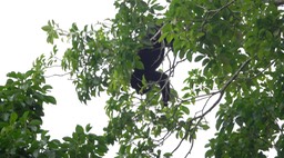 Howler, Yucatan Black Quintana Roo