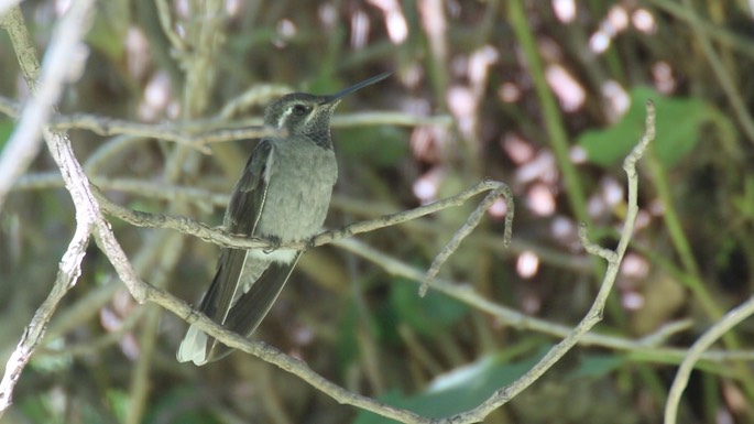 Hummingbird, Blue-throated 3