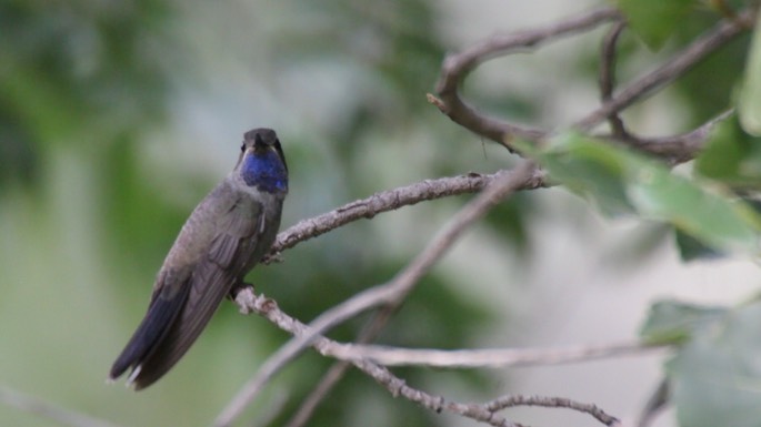 Hummingbird, Blue-throated