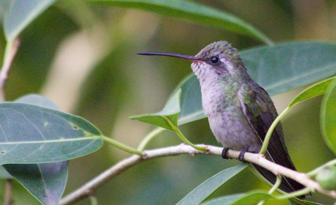 Hummingbird, Broad-billed10