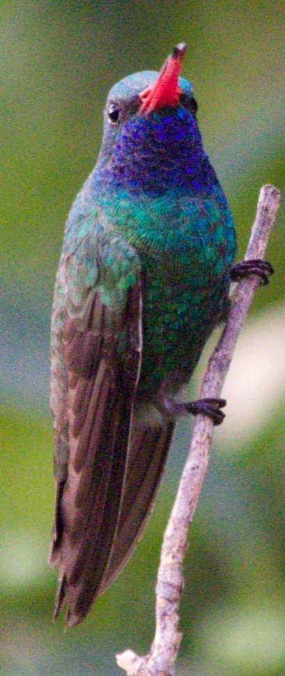 Hummingbird, Broad-billed11