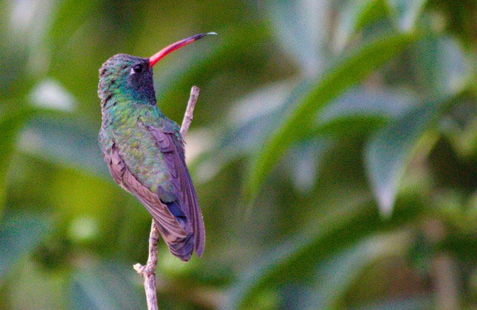 Hummingbird, Broad-billed17