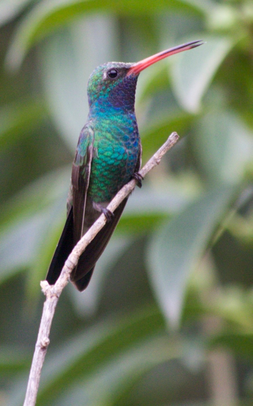 Hummingbird, Broad-billed7