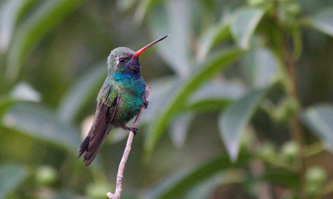 Hummingbird, Broad-billed9