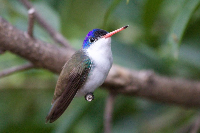 Hummingbird, Violet-crowned15