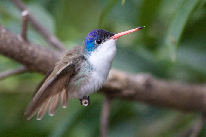 Hummingbird, Violet-crowned12