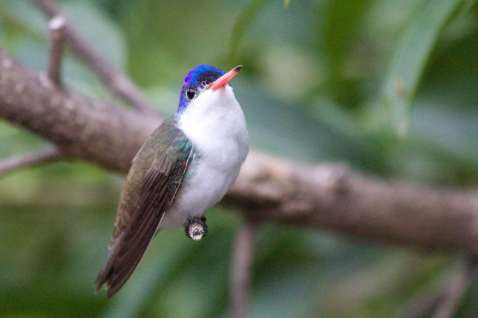 Hummingbird, Violet-crowned11