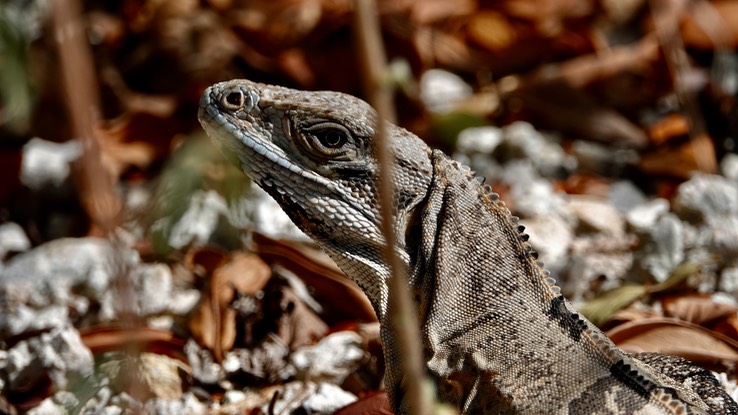 Iguana