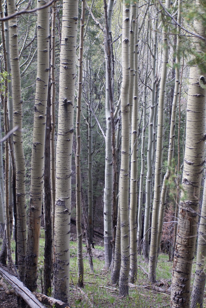 Quaking Aspen 12