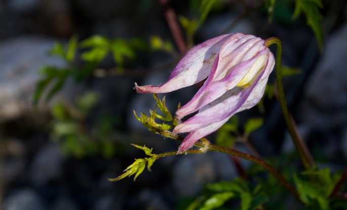 Clematis columbiana1