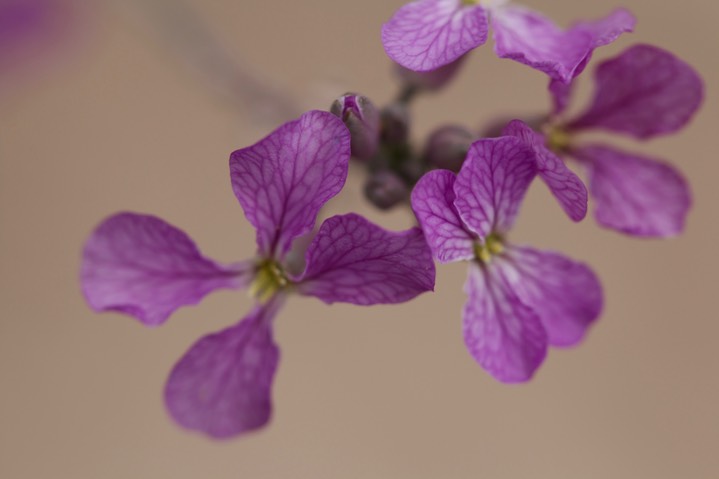 Hesperidanthus linearifolius