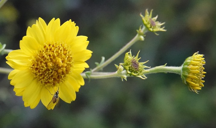 Insect- Beefly, possibly in the genus Villa (1)