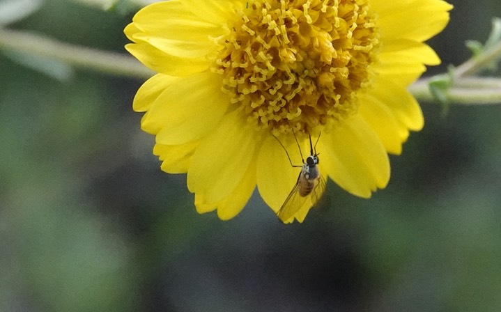 Insect- Beefly, possibly in the genus Villa