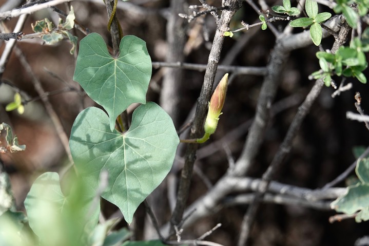 Ipomoea gilana3