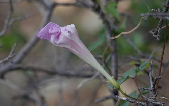 Ipomoea gilana4