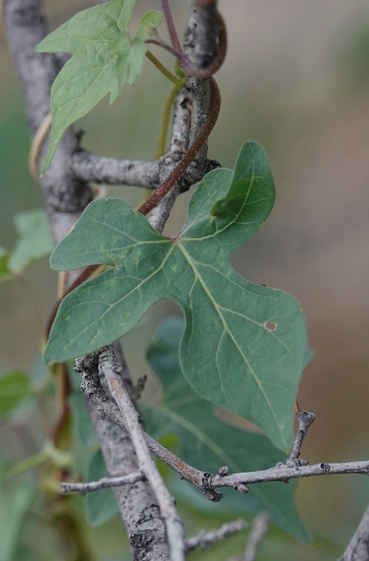 Ipomoea gilana5