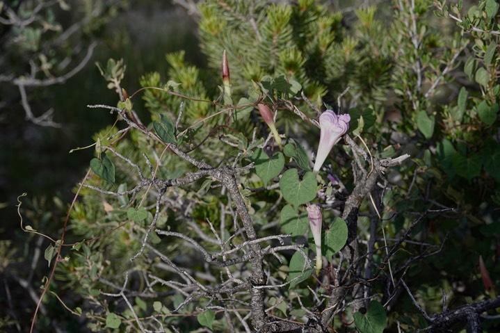 Ipomoea gilana6