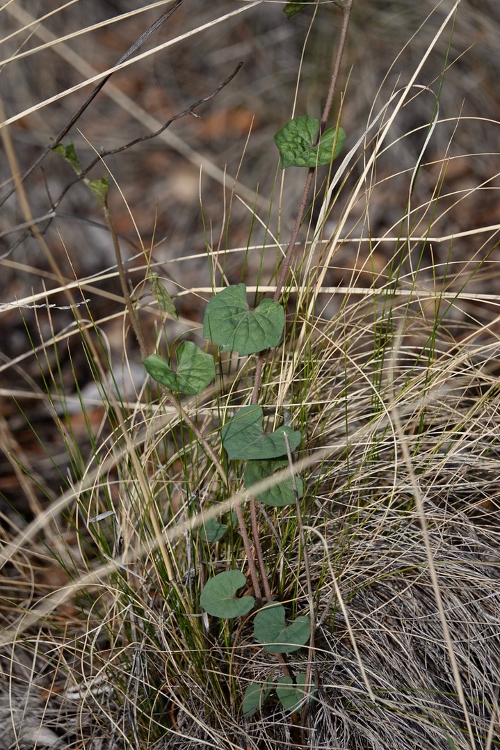 Ipomoea gilana7