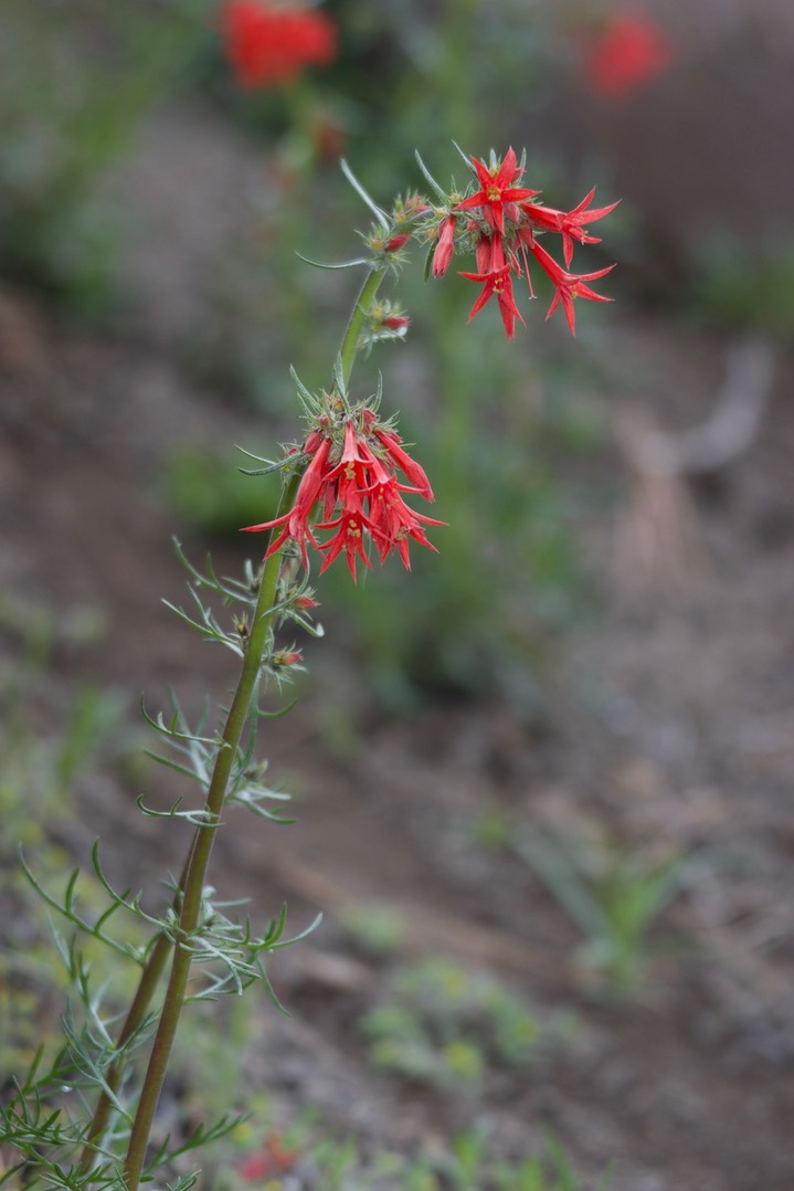 Ipomopsis aggregata2