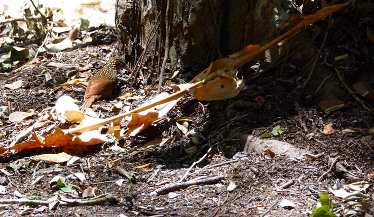Ivory-billed Woodcreeper, Xiphorhynchus flavigaster   1   Becan, Campeche, Mexico