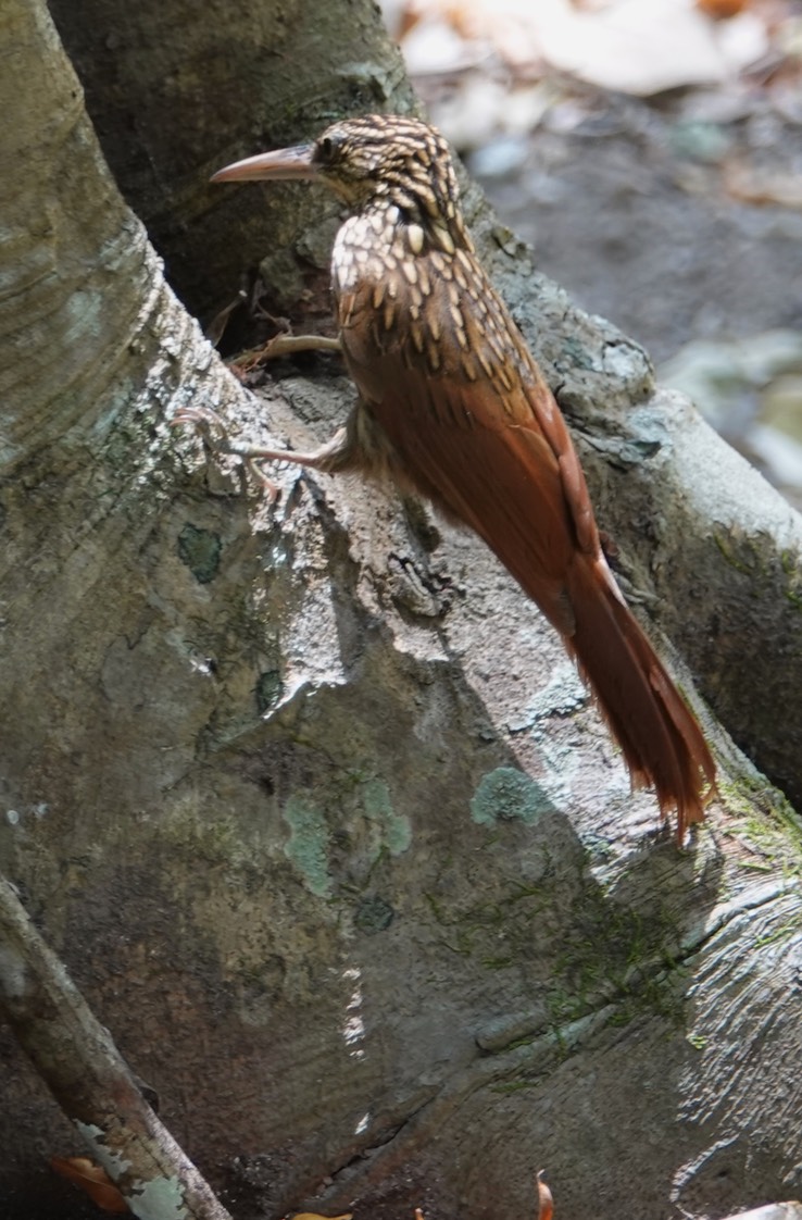 Ivory-billed Woodcreeper, Xiphorhynchus flavigaster   3   Becan, Campeche, Mexico