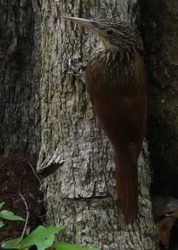 Ivory-billed Woodcreeper. Xiphorhynchus flavigaster Chicanná, Campeche, Mexico (34).jpeg (1)