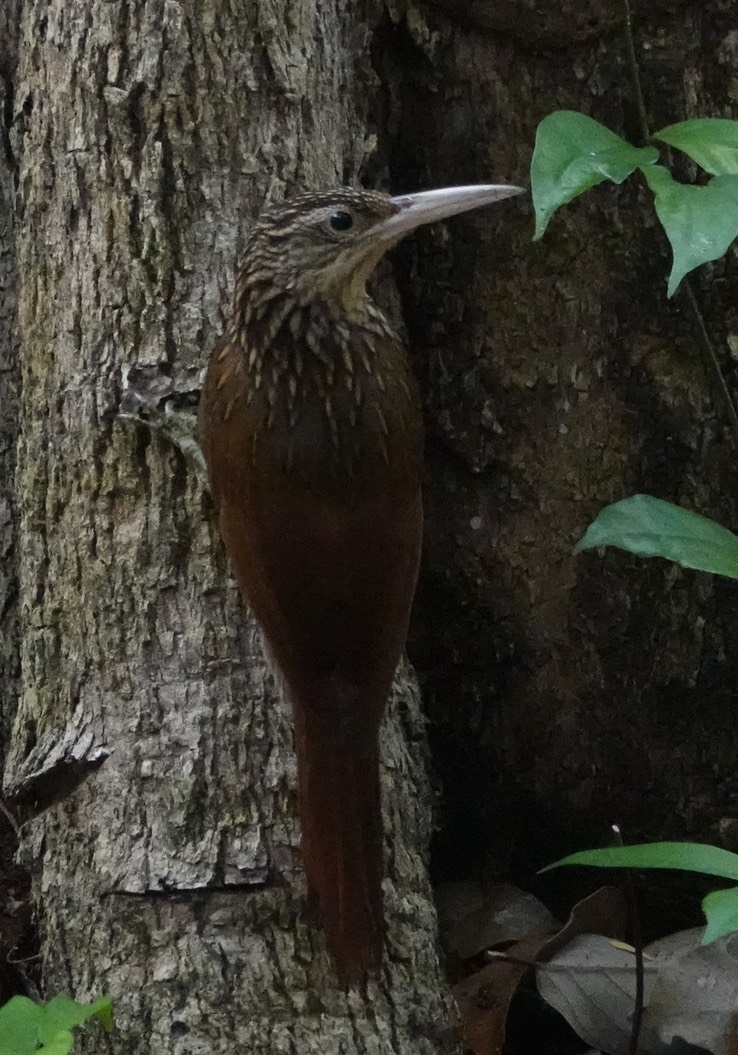 Ivory-billed Woodcreeper. Xiphorhynchus flavigaster Chicanná, Campeche, Mexico (34).jpeg