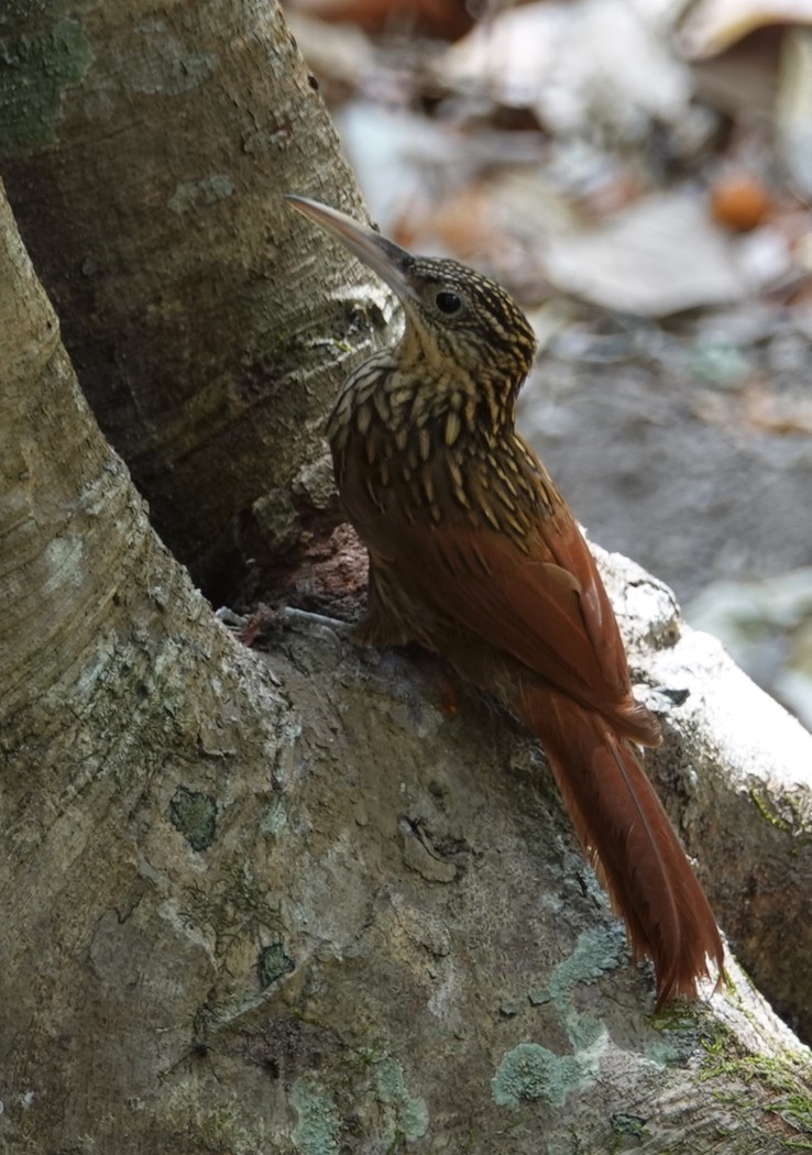 Ivory-billed Woodcreeper, Xiphorhynchus flavigaster    4  Becan, Campeche, Mexico