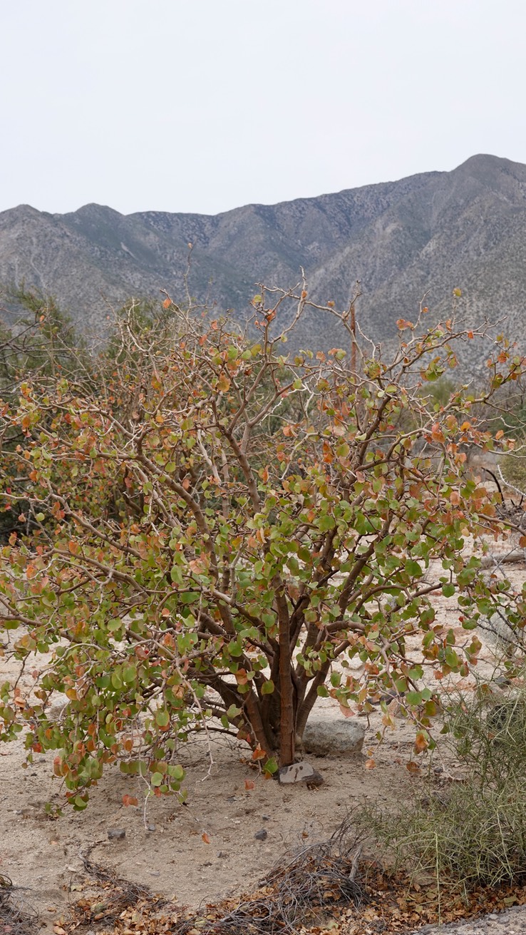 Jatropha cuneata, Limberbush, Bahia de los Angeles, Baja California (2)