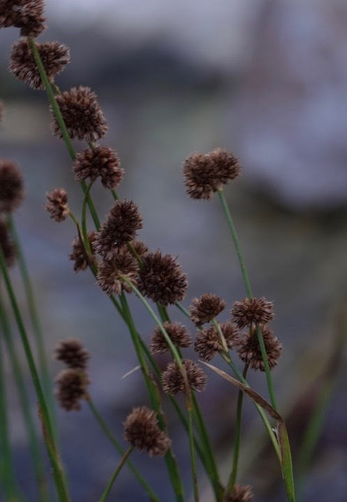 Juncus torreyi, Torrey's Rush