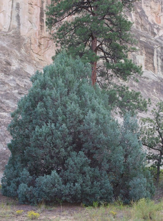 Juniperus scopulorum1