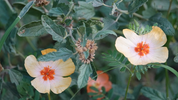 Kallstroemia grandiflora, Orange Caltrop3