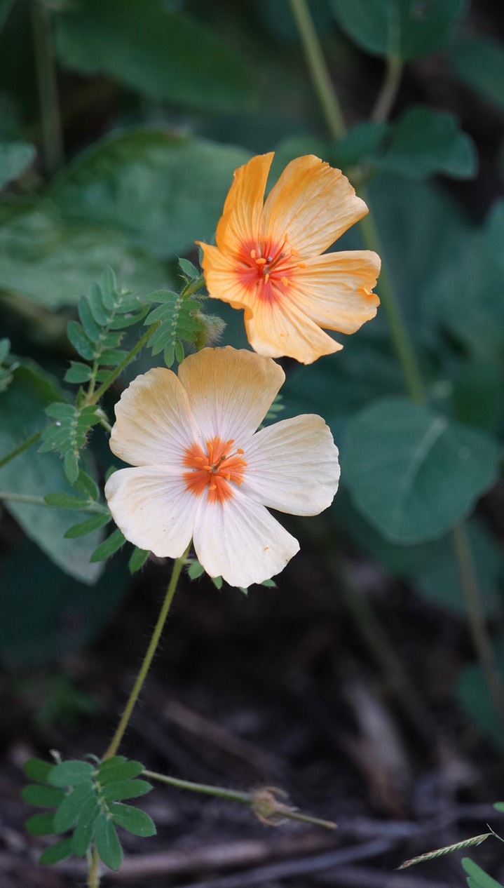 Kallstroemia grandiflora, Orange Caltrop4