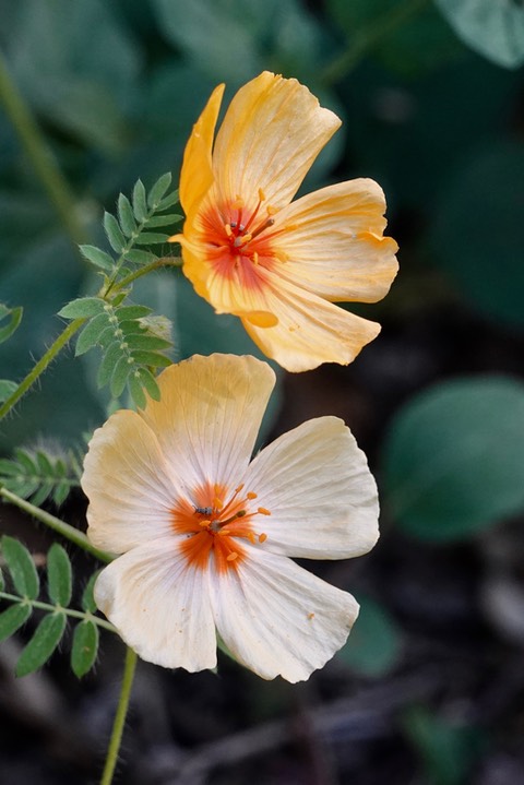 Kallstroemia grandiflora, Orange Caltrop