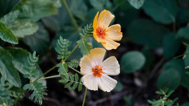 Kallstroemia grandiflora, Orange Caltrop2