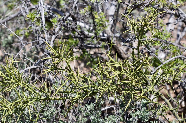 Koeberlina spinosa var spinosa Apache Peak Apr14c