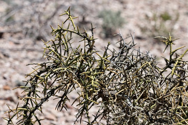 Koeberlina spinosa var spinosa Apache Peak Apr14a