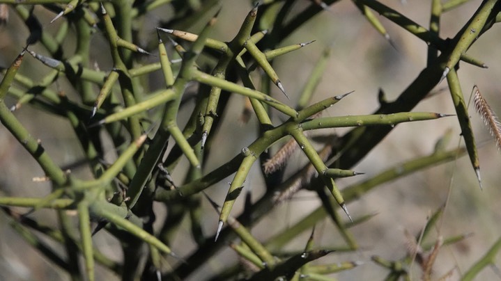 Koeberlinia spinosa 4 Big Bend National Park, Texas (1)