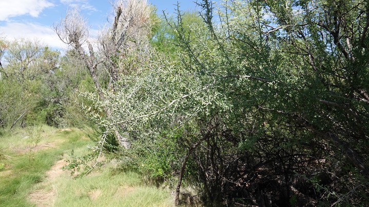 Koeberlinia spinosa, Crown of Thorns 2 Dug Out Wells, Big Bend National Park, Texas (1)