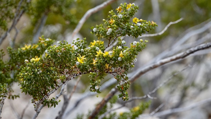 Larrea tridentata, Cresote Bush, Bahia de los Angeles, Baja California